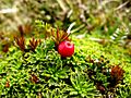 Empetrum rubrum (Terre de Feu)