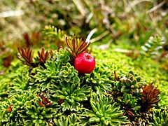 Empetrum rubrum (Terre de Feu)