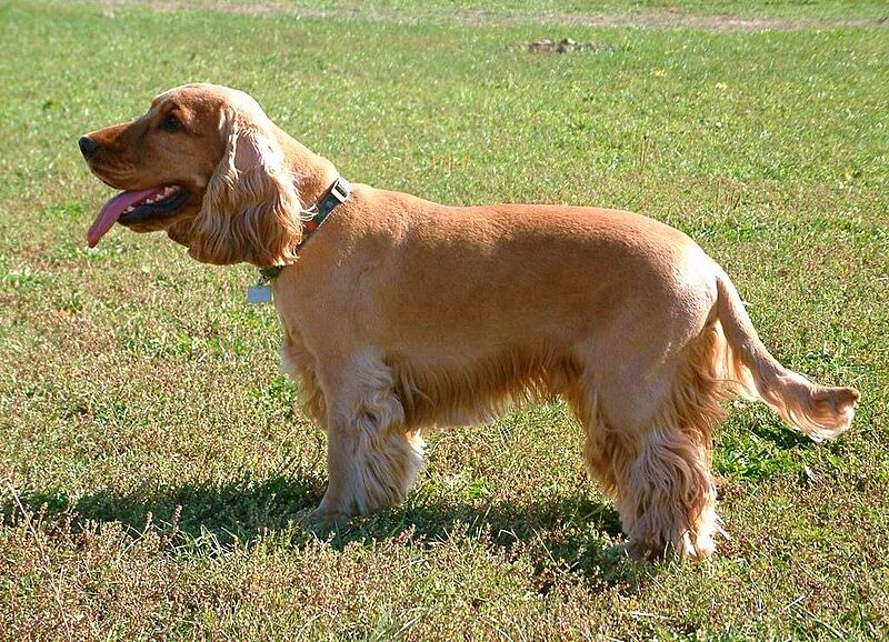 English Cocker Simon Left