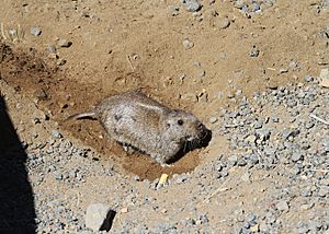 Archivo:Fam.Ctenomyidae, Ctenomys emilianus -Tuco-tuco neuquino, Salto El Agrio, 2015 03 10 IMG 8452