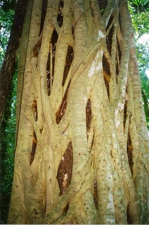 Archivo:Ficus obliqua Boorganna Nature Reserve-Jan2000