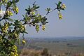 Fotografía 1342 Berberis Laurina (Espina Amarilla)