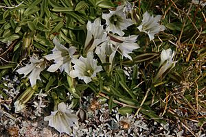 Archivo:Gentiana newberryi Sierra gentians