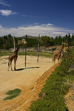 Giraffes at the National Zoo & Aquarium.jpg