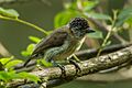 Greyish piculet - Colombia S4E9137