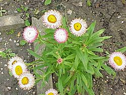 Archivo:Helichrysum bracteatum5
