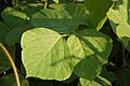 KudzuLeaves