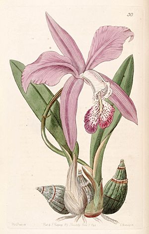 Archivo:Laelia speciosa (as Laelia majalis) - Edwards vol 30 (NS 7) pl 30 (1844)