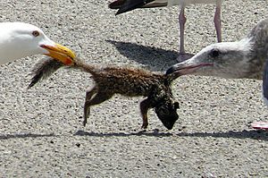 Archivo:Larus occidentalis - adult and juvenile tug-o-war over ground squirrel