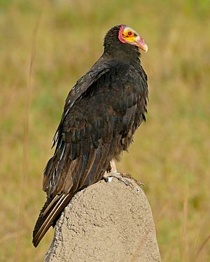 Archivo:Lesser Yellow-headed Vulture (Cathartes burrovianus) (28695241483)