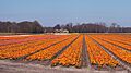 Lisse, veld met tulpen bij de Lisserbeek IMG 8973 2021-04-27 11.42