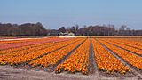 Lisse, veld met tulpen bij de Lisserbeek IMG 8973 2021-04-27 11.42