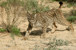 Archivo:Lynx pardinus