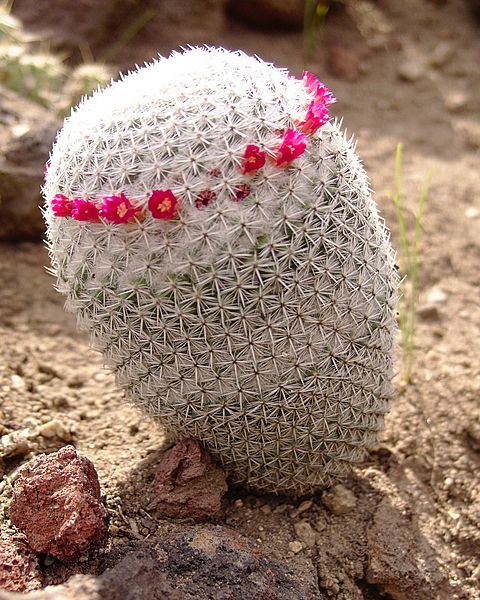 Mammillaria albilanata flowering huntington gardens
