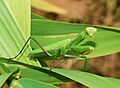 Mantid August 2007-2