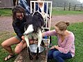 Milking a goat in the US northeast