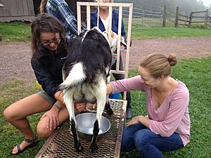 Archivo:Milking a goat in the US northeast