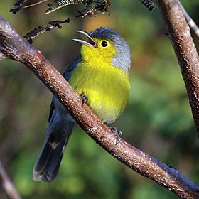 Oriente warbler (Teretistris fornsi).JPG