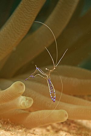 Archivo:Pederson Cleaner Shrimp (Periclimenes pedersoni)