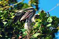 Pelican in the nest