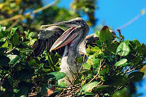 Archivo:Pelican in the nest