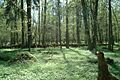 Poland Bialowieza - BPN