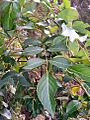 Polyscias sambucifolia subsp. sambucifolia Brisbane Water
