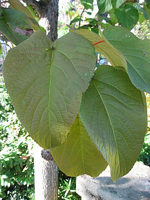Archivo:Populus lasiocarpa leaves 01 by Line1