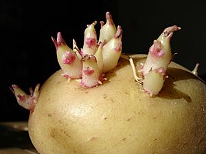 Archivo:Potato sprouts