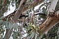 Red wattlebird feeding off Grey Box flowers