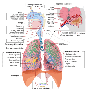 Respiratory system complete es.svg
