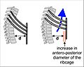 Ribcage during inhalation