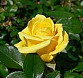 Rosa Dorola 1