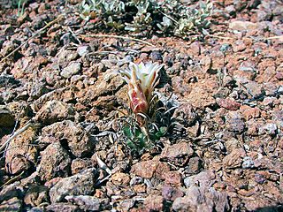 Sclerocactus papyracanthus NM BB.jpg