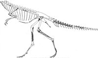 Archivo:Segisaurus halli