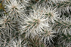 Archivo:Ses Salines - Botanicactus - Cylindropuntia tunicata 04 ies