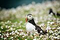 Skomer island nest building