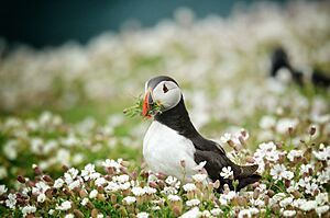Archivo:Skomer island nest building