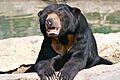 Sun Bear 7