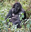 Susa group, mountain gorilla.jpg