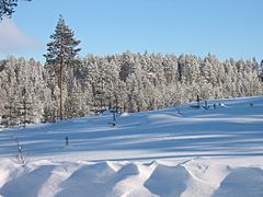 Tolja forest in winter