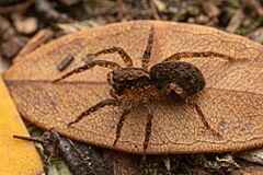Toxopsiella spp.jpg