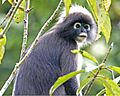 Trachypithecus obscurus