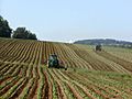 Tractors in Potato Field