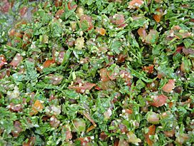 Traditional Tabbouleh.JPG