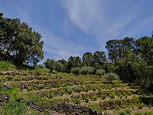 Archivo:Viñedo en bancales en el Valle del Tiétar