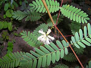 Archivo:Acacia angustissima flower