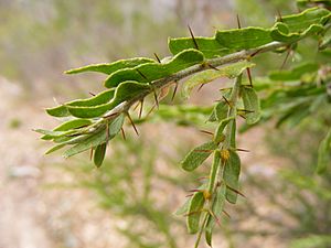 Archivo:Acacia paradoxa leaves in summer