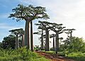 Adansonia grandidieri02
