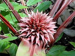 Aechmea tayoensis - Denver Botanic Gardens - DSC00914